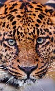 Preview wallpaper leopard, big cat, face, aggression