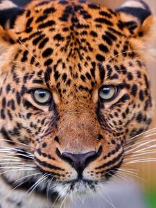 Preview wallpaper leopard, big cat, face, aggression