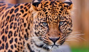 Preview wallpaper leopard, big cat, face, aggression