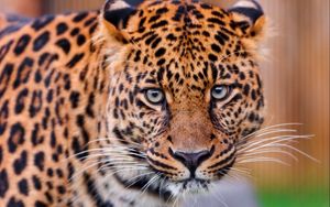 Preview wallpaper leopard, big cat, face, aggression