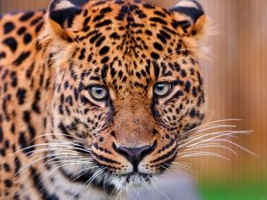 Preview wallpaper leopard, big cat, face, aggression