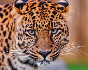 Preview wallpaper leopard, big cat, face, aggression