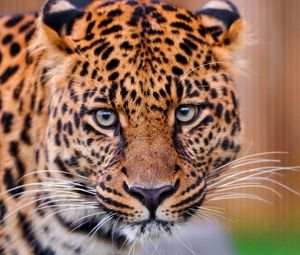 Preview wallpaper leopard, big cat, face, aggression