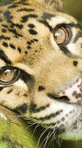 Preview wallpaper leopard, big cat, face, eyes