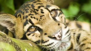 Preview wallpaper leopard, big cat, face, eyes