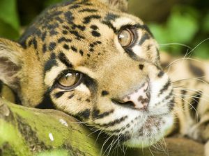 Preview wallpaper leopard, big cat, face, eyes