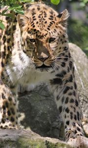 Preview wallpaper leopard, big cat, face, eyes