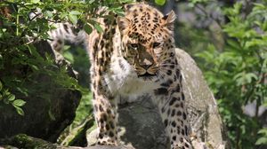 Preview wallpaper leopard, big cat, face, eyes