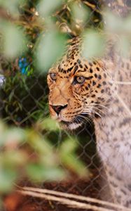 Preview wallpaper leopard, big cat, glance, predator, spotted