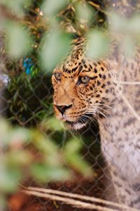 Preview wallpaper leopard, big cat, glance, predator, spotted