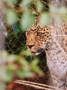 Preview wallpaper leopard, big cat, glance, predator, spotted