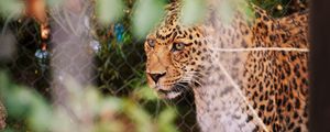 Preview wallpaper leopard, big cat, glance, predator, spotted