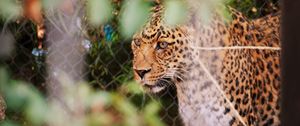 Preview wallpaper leopard, big cat, glance, predator, spotted