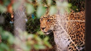 Preview wallpaper leopard, big cat, glance, predator, spotted