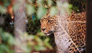 Preview wallpaper leopard, big cat, glance, predator, spotted