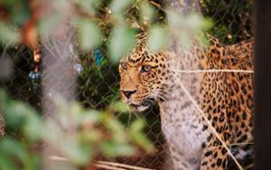 Preview wallpaper leopard, big cat, glance, predator, spotted