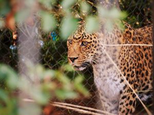 Preview wallpaper leopard, big cat, glance, predator, spotted