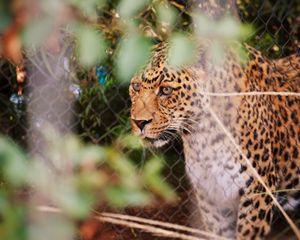 Preview wallpaper leopard, big cat, glance, predator, spotted
