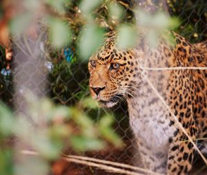 Preview wallpaper leopard, big cat, glance, predator, spotted