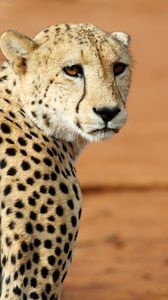 Preview wallpaper leopard, big cat, glance, predator, wildlife