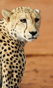 Preview wallpaper leopard, big cat, glance, predator, wildlife