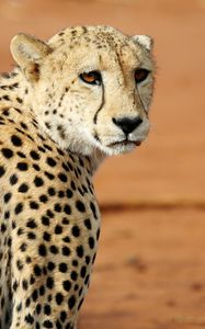 Preview wallpaper leopard, big cat, glance, predator, wildlife