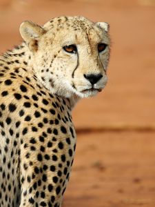 Preview wallpaper leopard, big cat, glance, predator, wildlife
