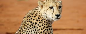 Preview wallpaper leopard, big cat, glance, predator, wildlife