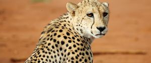 Preview wallpaper leopard, big cat, glance, predator, wildlife