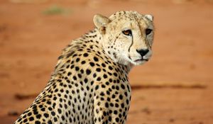 Preview wallpaper leopard, big cat, glance, predator, wildlife