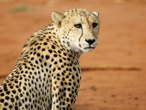 Preview wallpaper leopard, big cat, glance, predator, wildlife