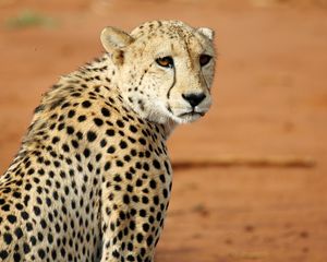 Preview wallpaper leopard, big cat, glance, predator, wildlife