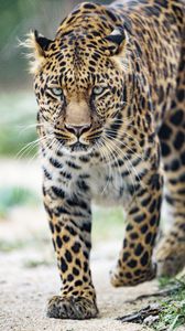 Preview wallpaper leopard, big cat, glance, predator