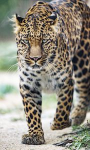 Preview wallpaper leopard, big cat, glance, predator