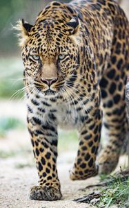 Preview wallpaper leopard, big cat, glance, predator