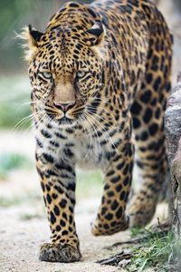 Preview wallpaper leopard, big cat, glance, predator