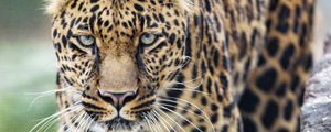 Preview wallpaper leopard, big cat, glance, predator