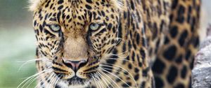 Preview wallpaper leopard, big cat, glance, predator