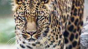 Preview wallpaper leopard, big cat, glance, predator
