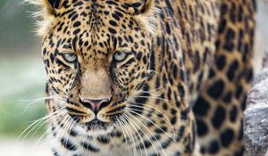 Preview wallpaper leopard, big cat, glance, predator