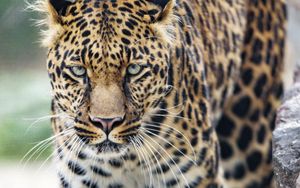 Preview wallpaper leopard, big cat, glance, predator