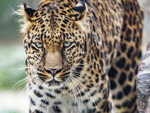 Preview wallpaper leopard, big cat, glance, predator