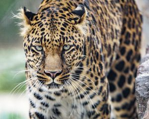Preview wallpaper leopard, big cat, glance, predator