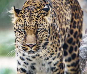 Preview wallpaper leopard, big cat, glance, predator