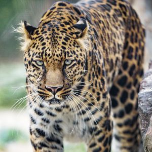 Preview wallpaper leopard, big cat, glance, predator