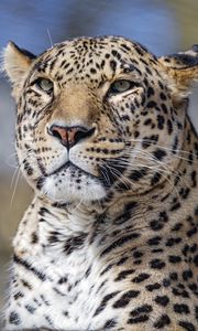 Preview wallpaper leopard, big cat, glance, predator, face