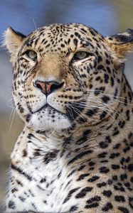 Preview wallpaper leopard, big cat, glance, predator, face