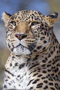 Preview wallpaper leopard, big cat, glance, predator, face