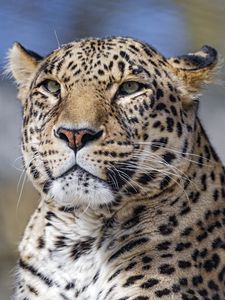 Preview wallpaper leopard, big cat, glance, predator, face