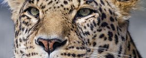 Preview wallpaper leopard, big cat, glance, predator, face